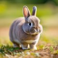 Netherland Dwarf Rabbit Care Guide